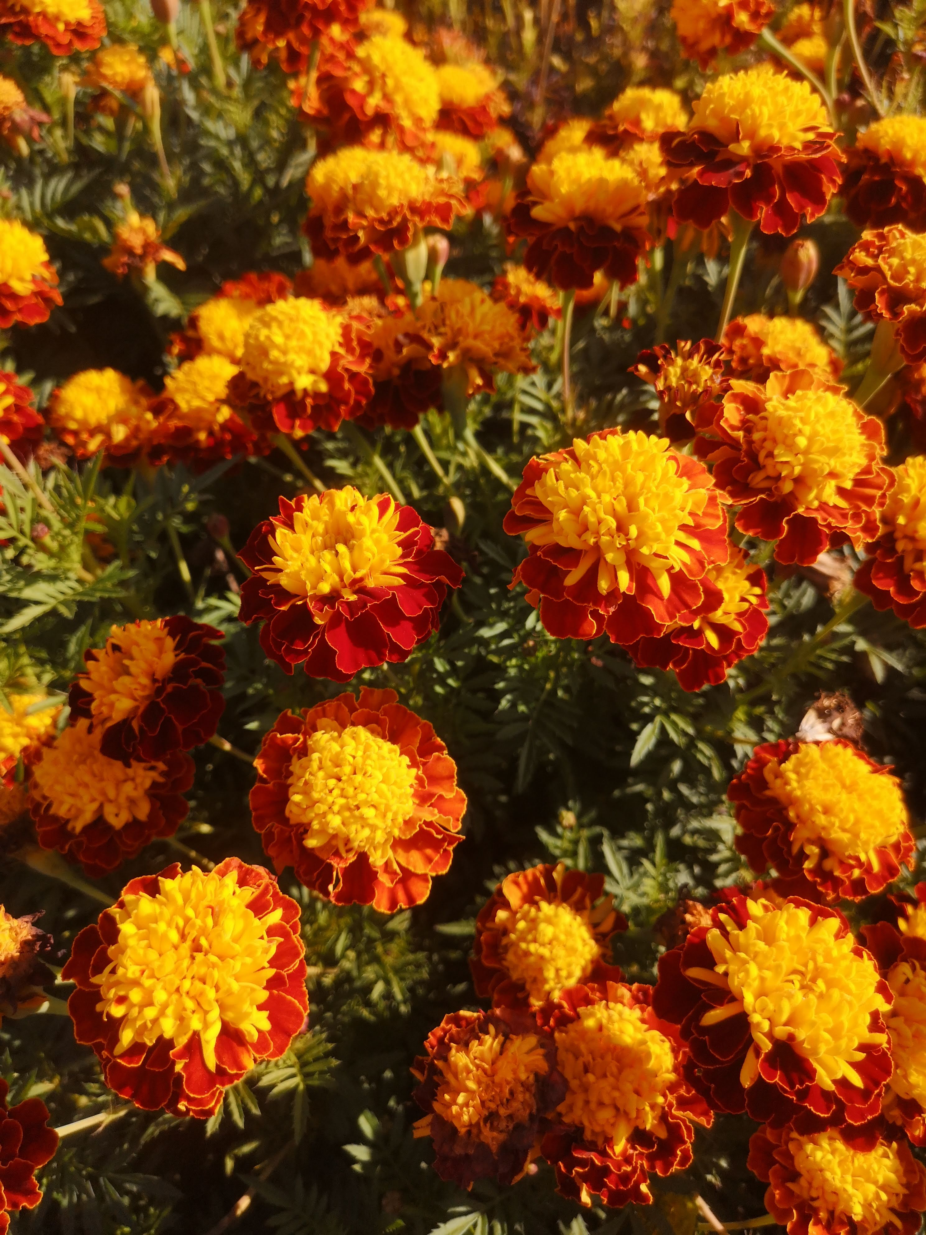 Tagetes patula Orion