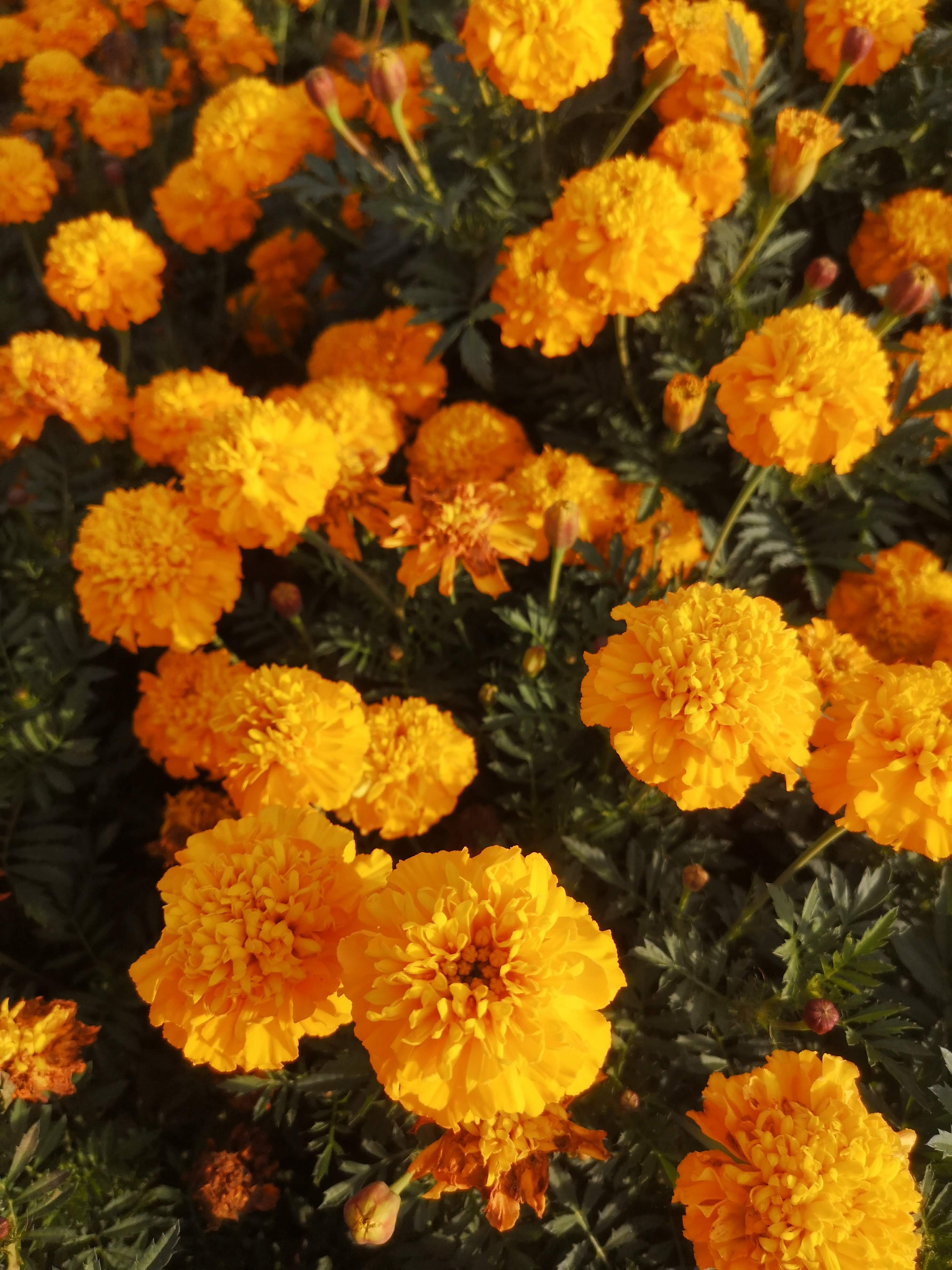 Tagetes patula Robuszta Aranysárga – részlet