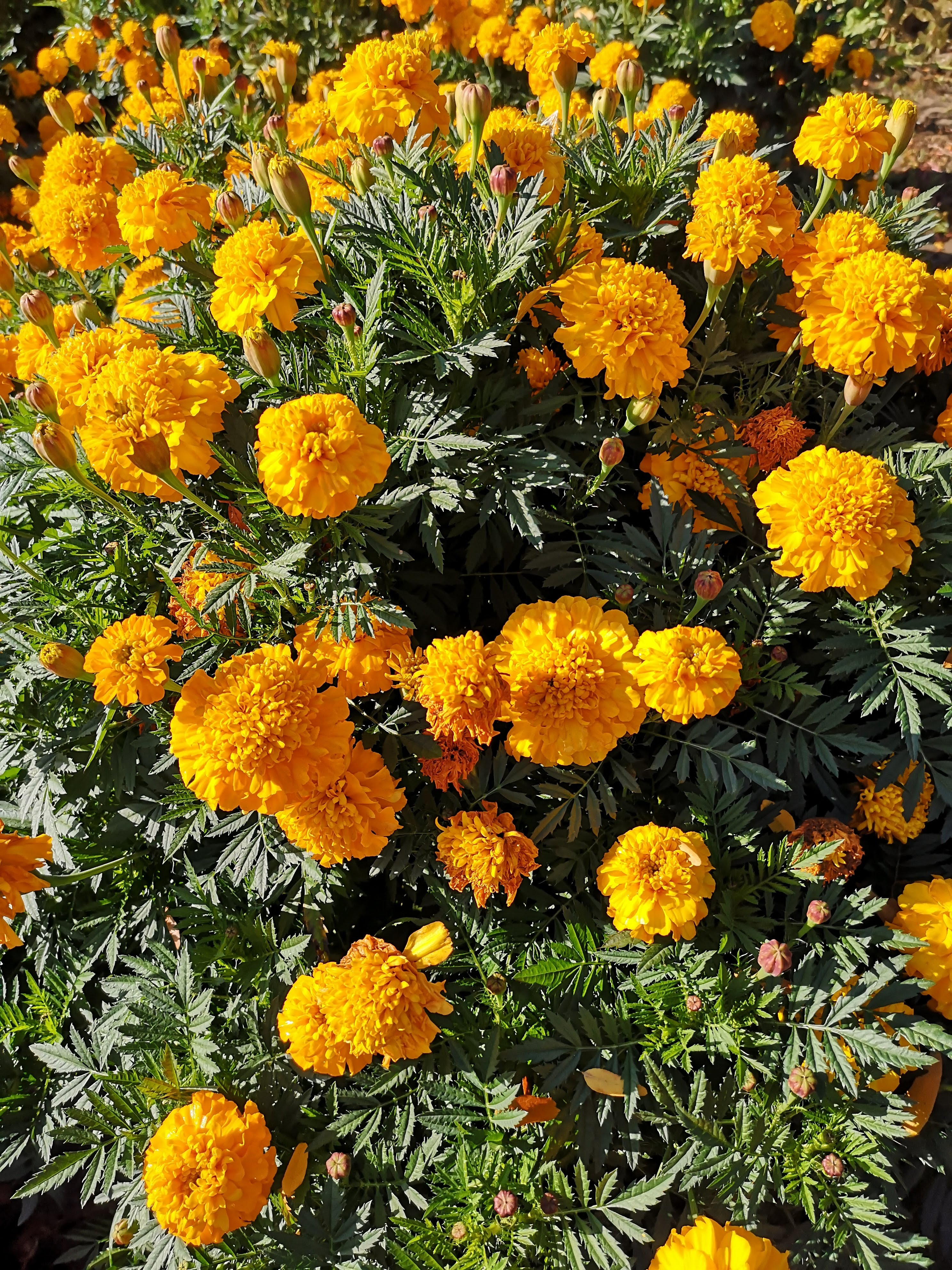 Tagetes patula Robuszta Aranysárga
