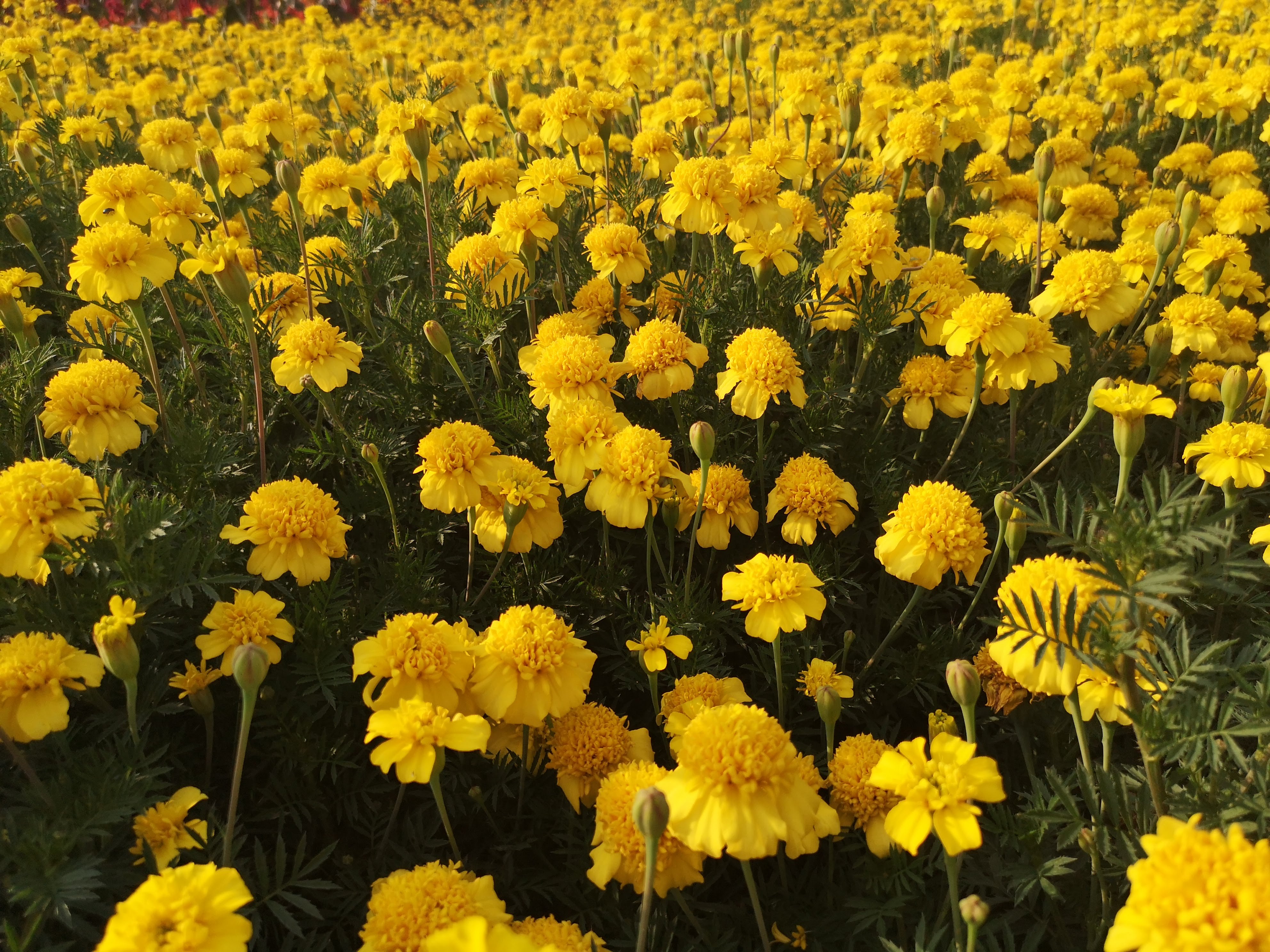 Tagetes patula Robuszta Kénsárga