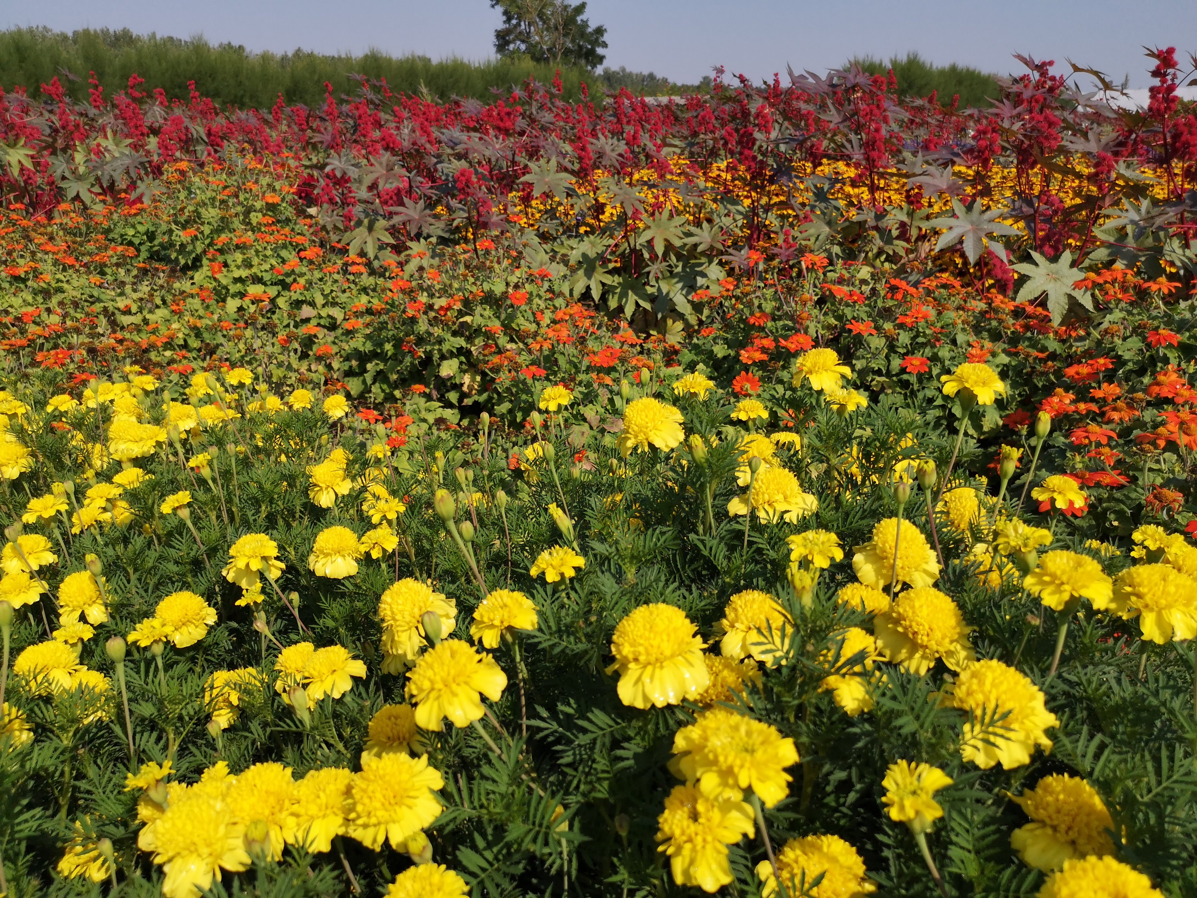 Tagetes patula Robuszta Kénsárga – részlet
