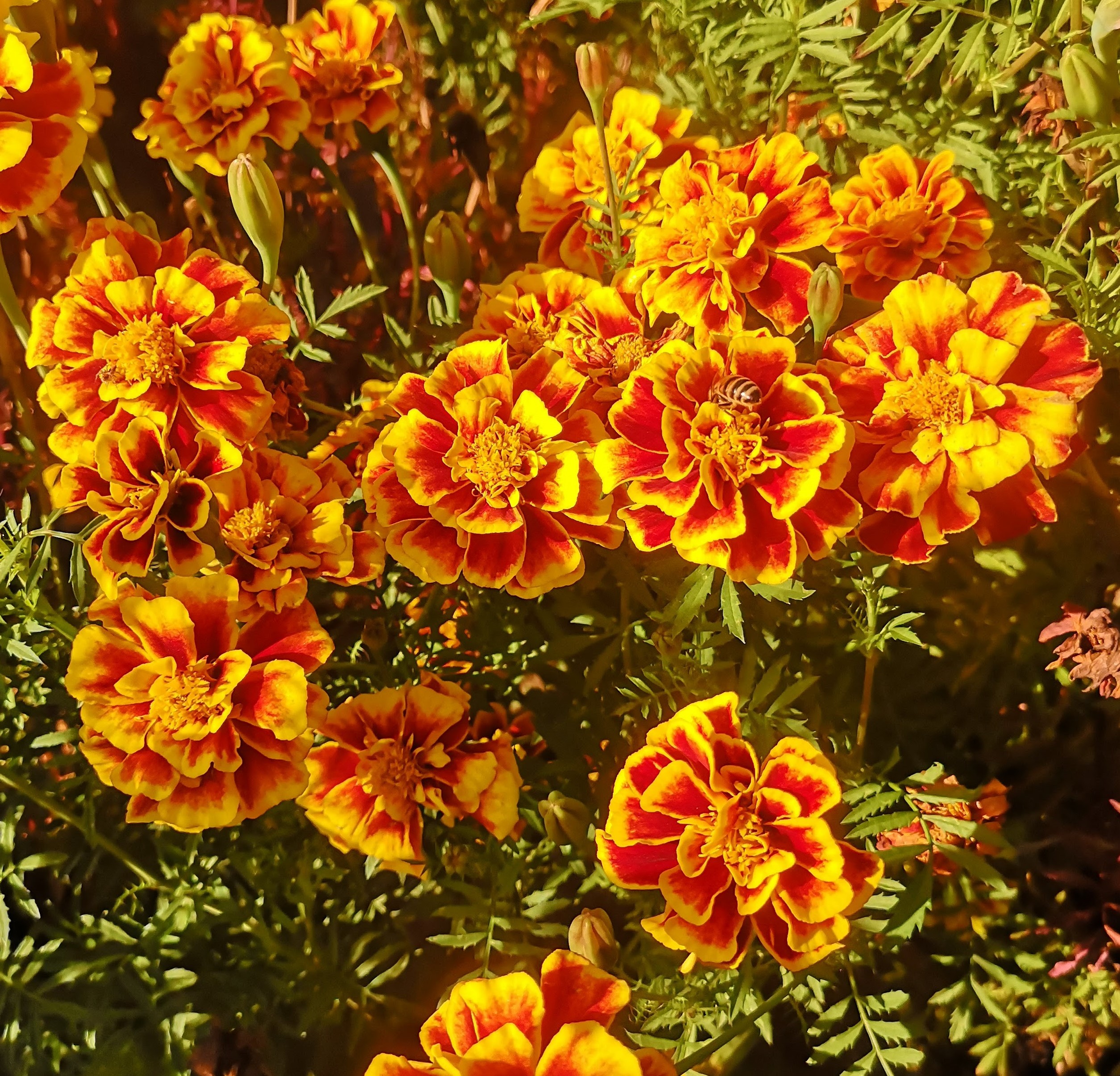 Tagetes patula Tigris – részlet