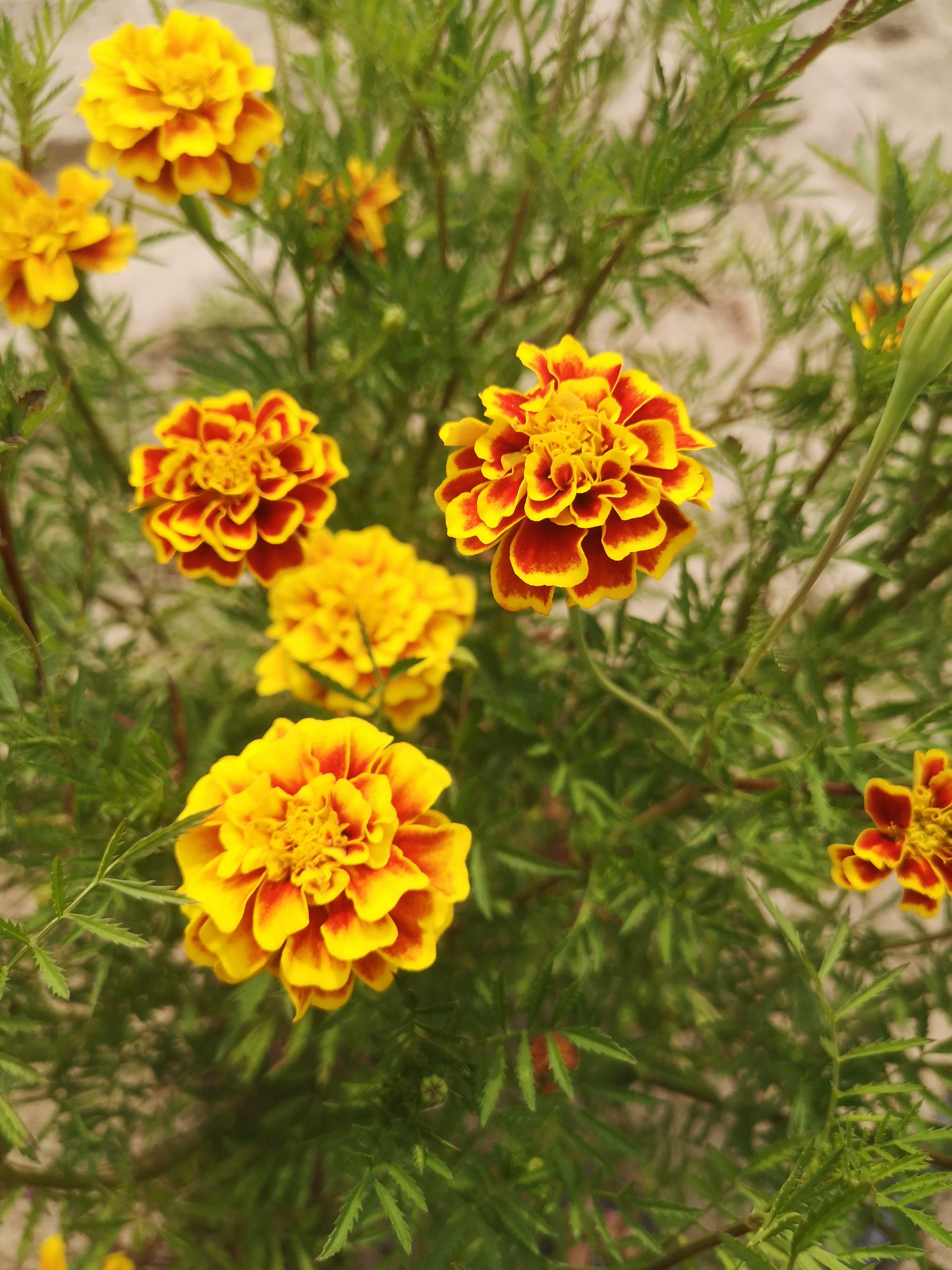 Tagetes patula Tigris