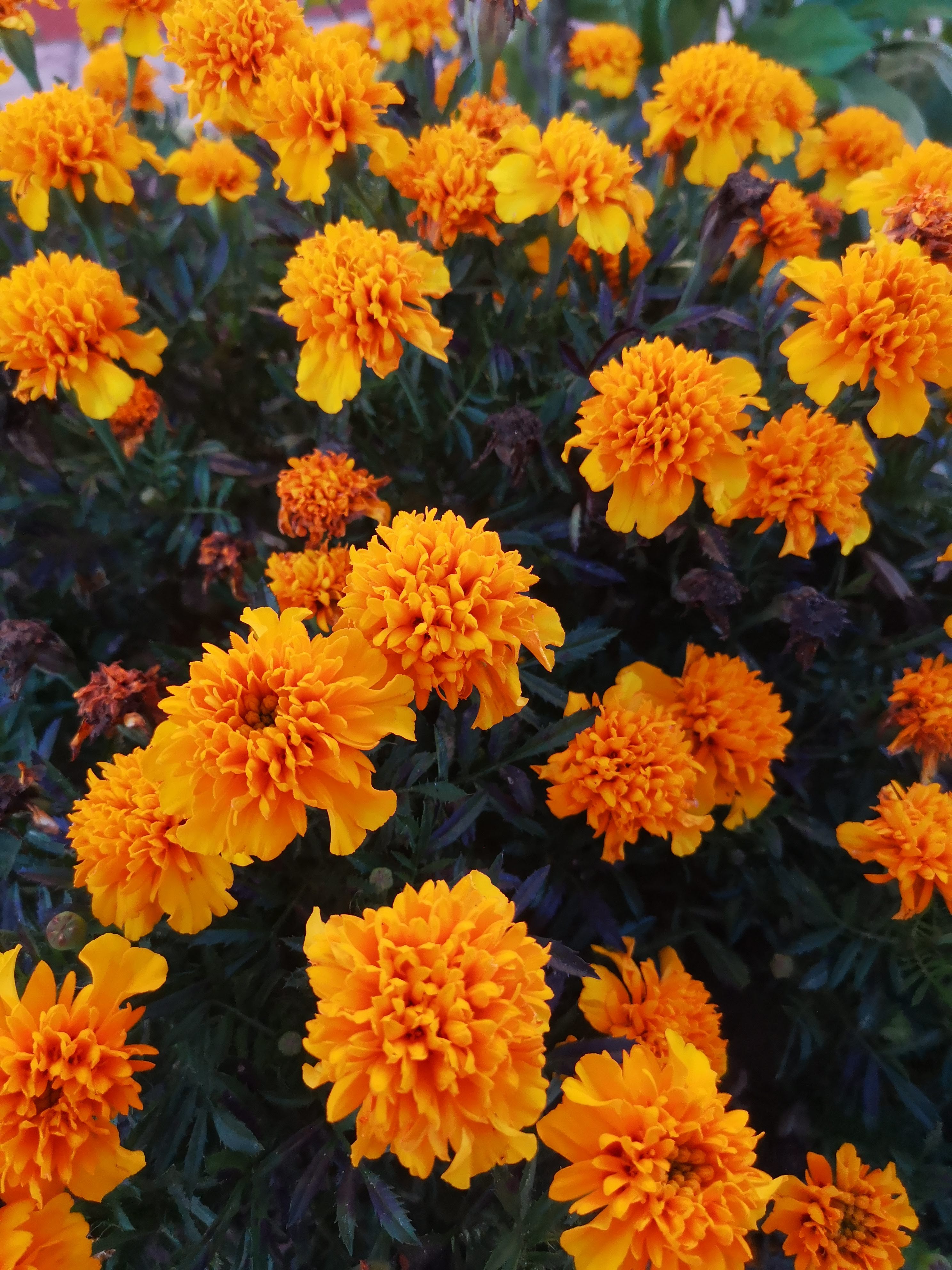 Tagetes patula Vénusz