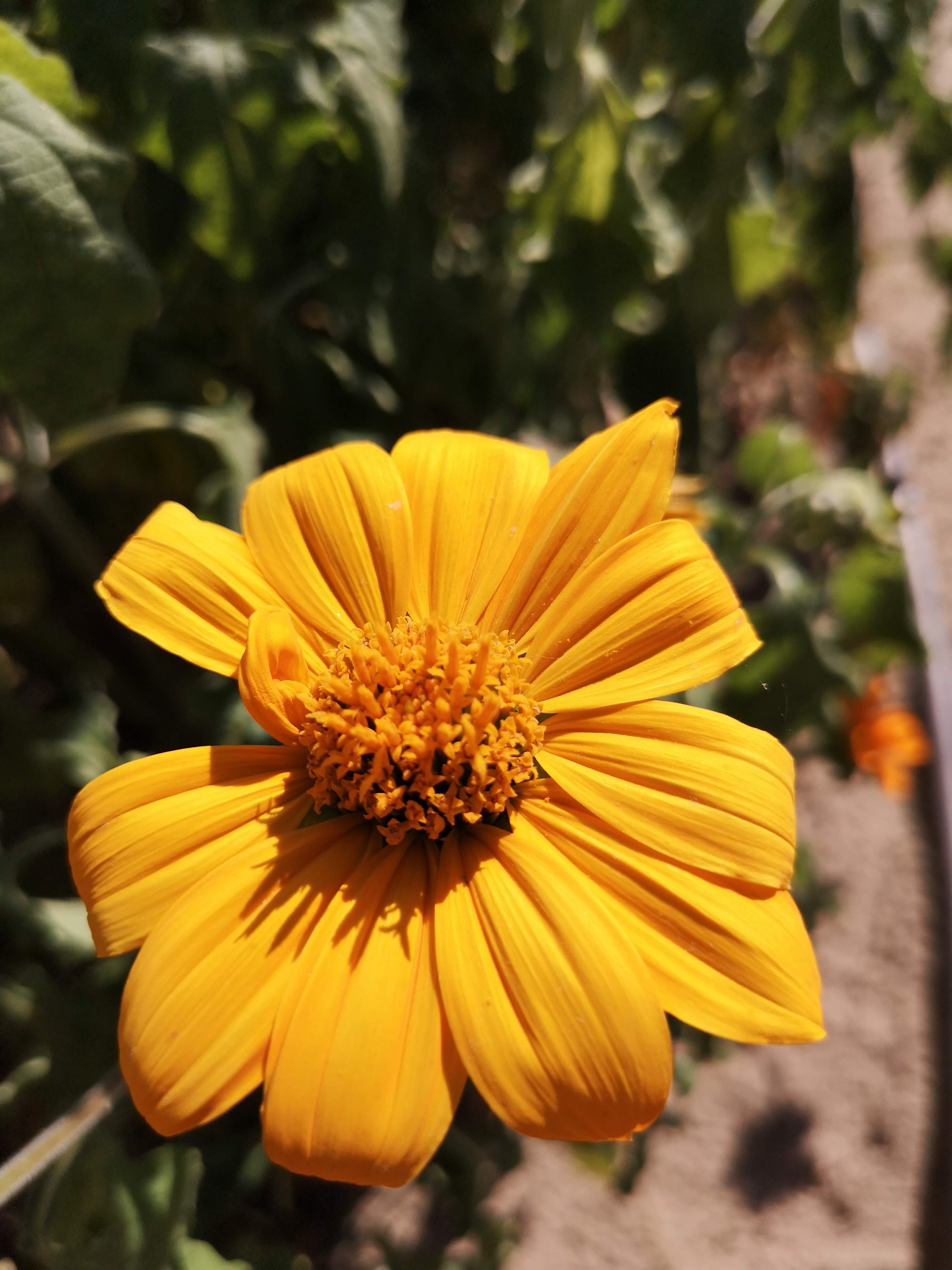 Tithonia rotundifolia Aranyszőnyeg – részlet