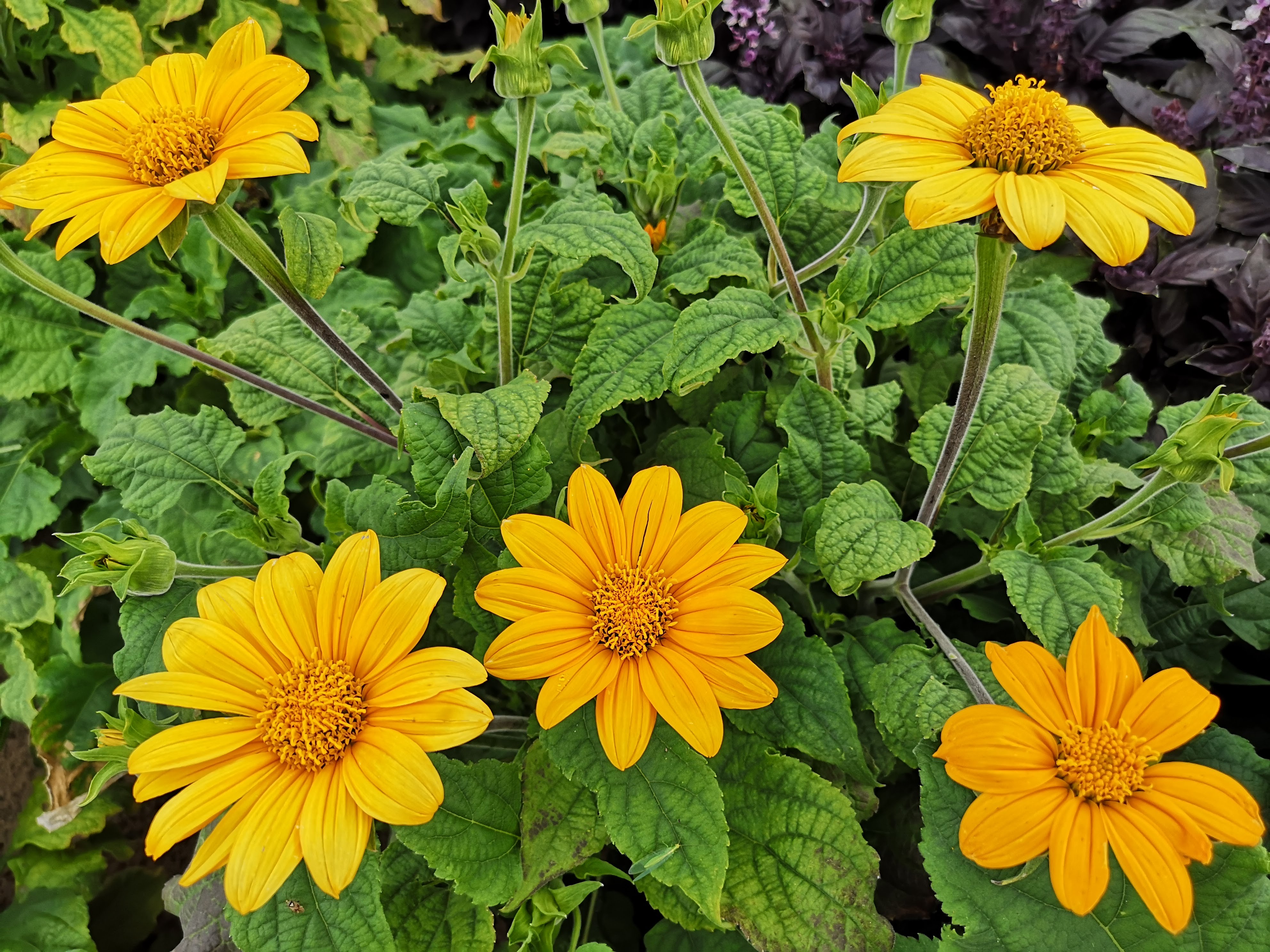 Tithonia rotundifolia Aranyszőnyeg