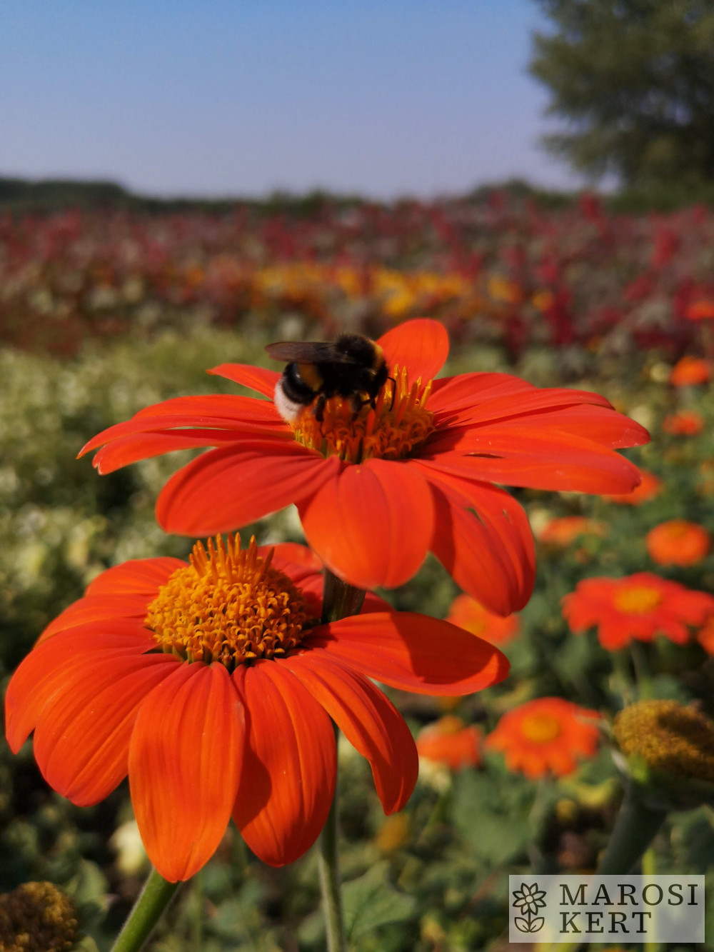 Tithonia rotundifolia Pásztortűz – részlet