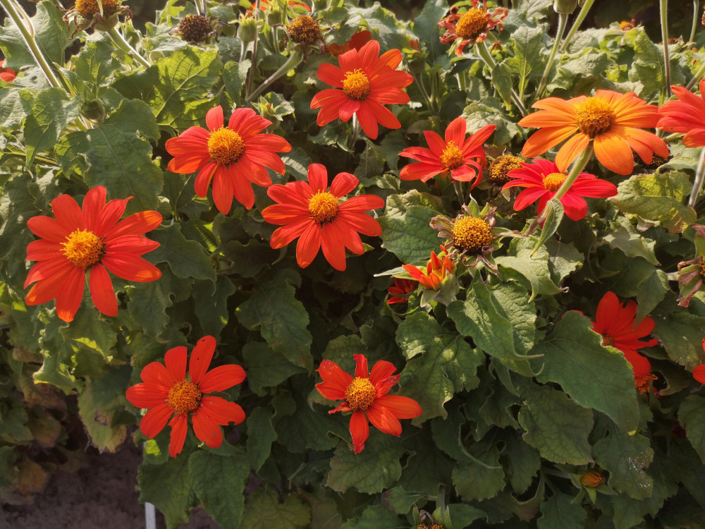 Tithonia rotundifolia Pásztortűz