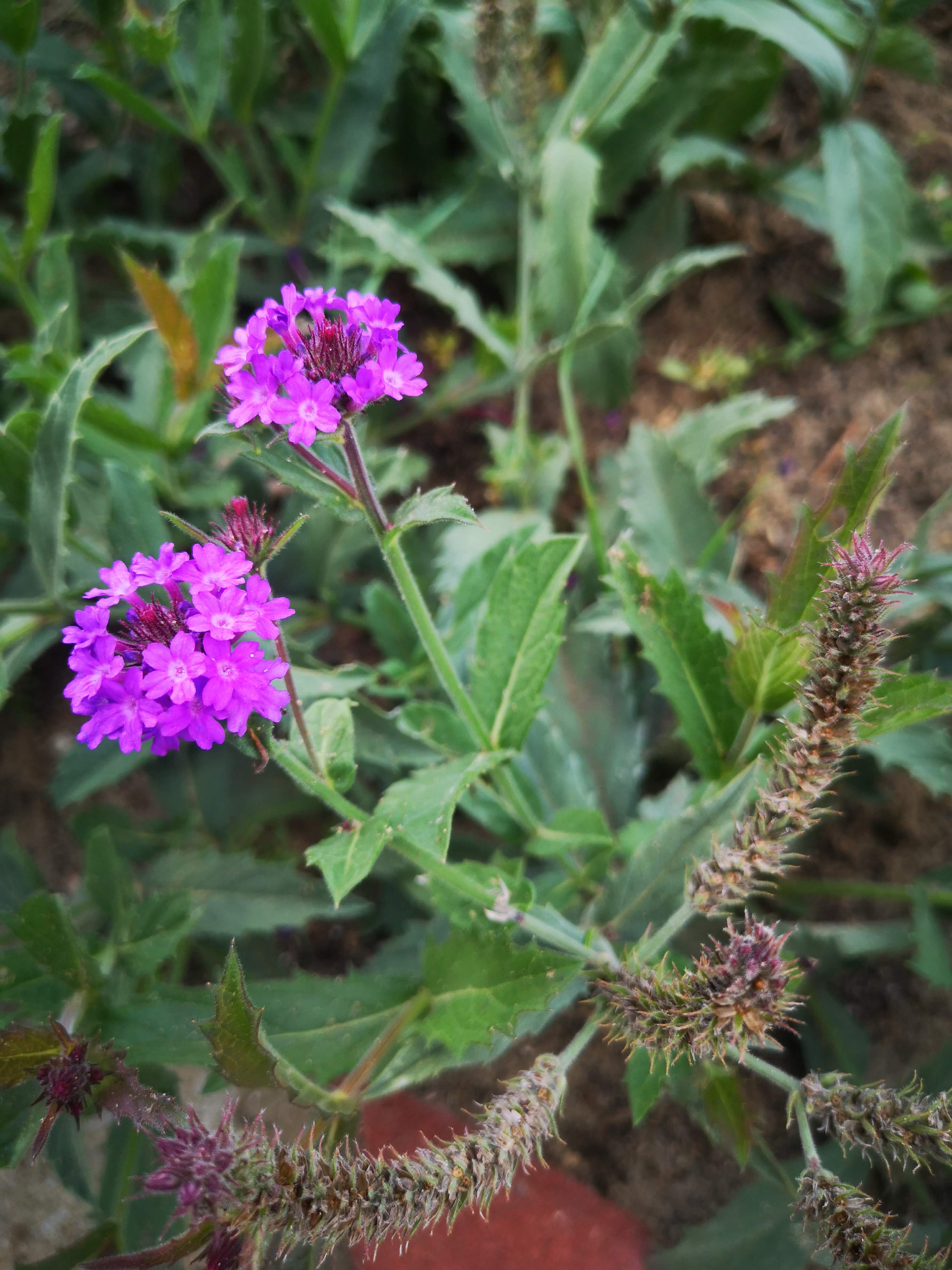 Verbena rigida Sötétlila – részlet