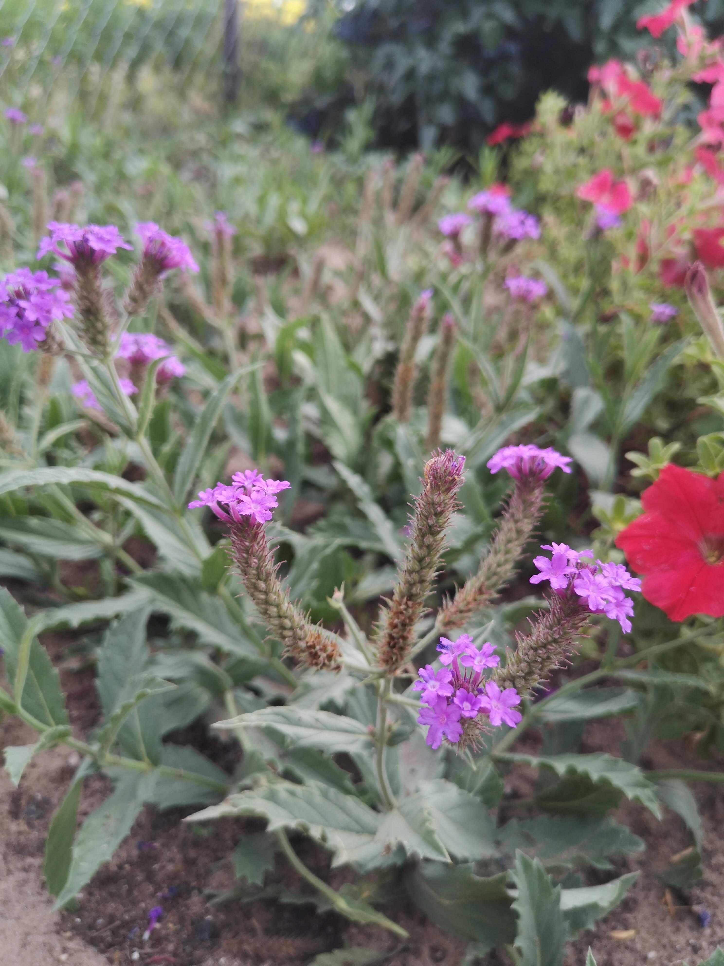 Verbena rigida Sötétlila