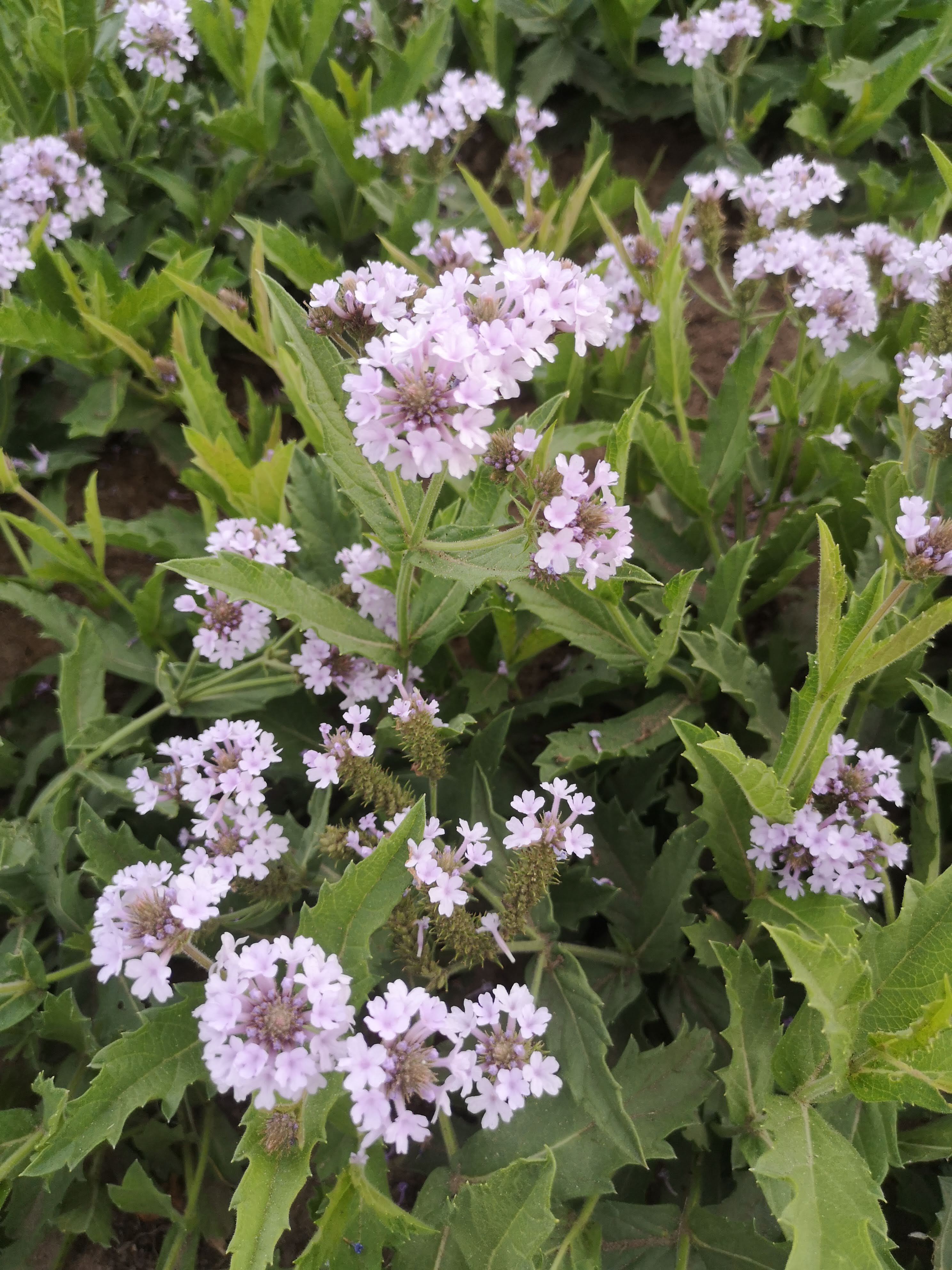 Verbena rigida Világoslila