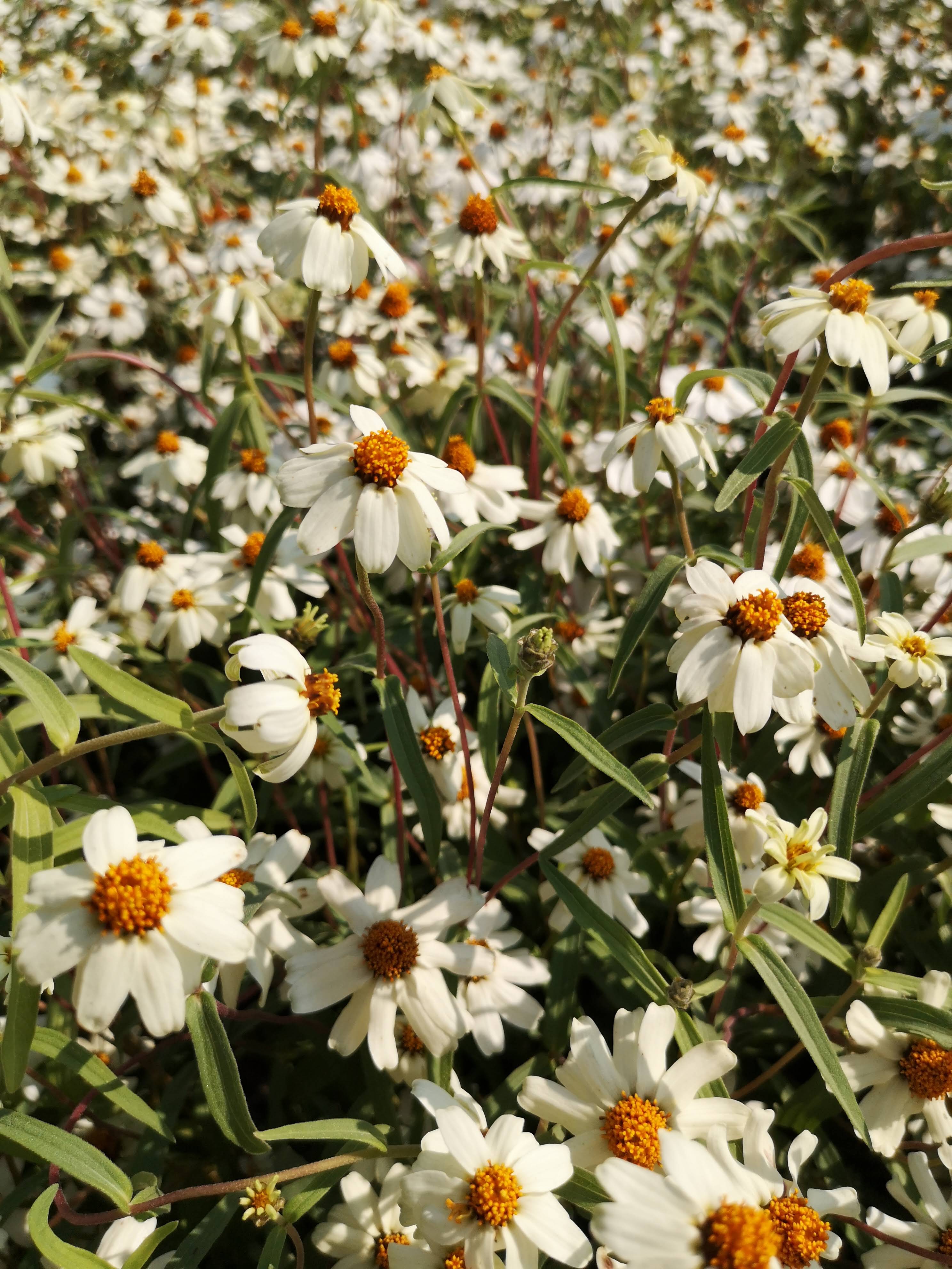 Zinnia angustifolia Fehér – részlet