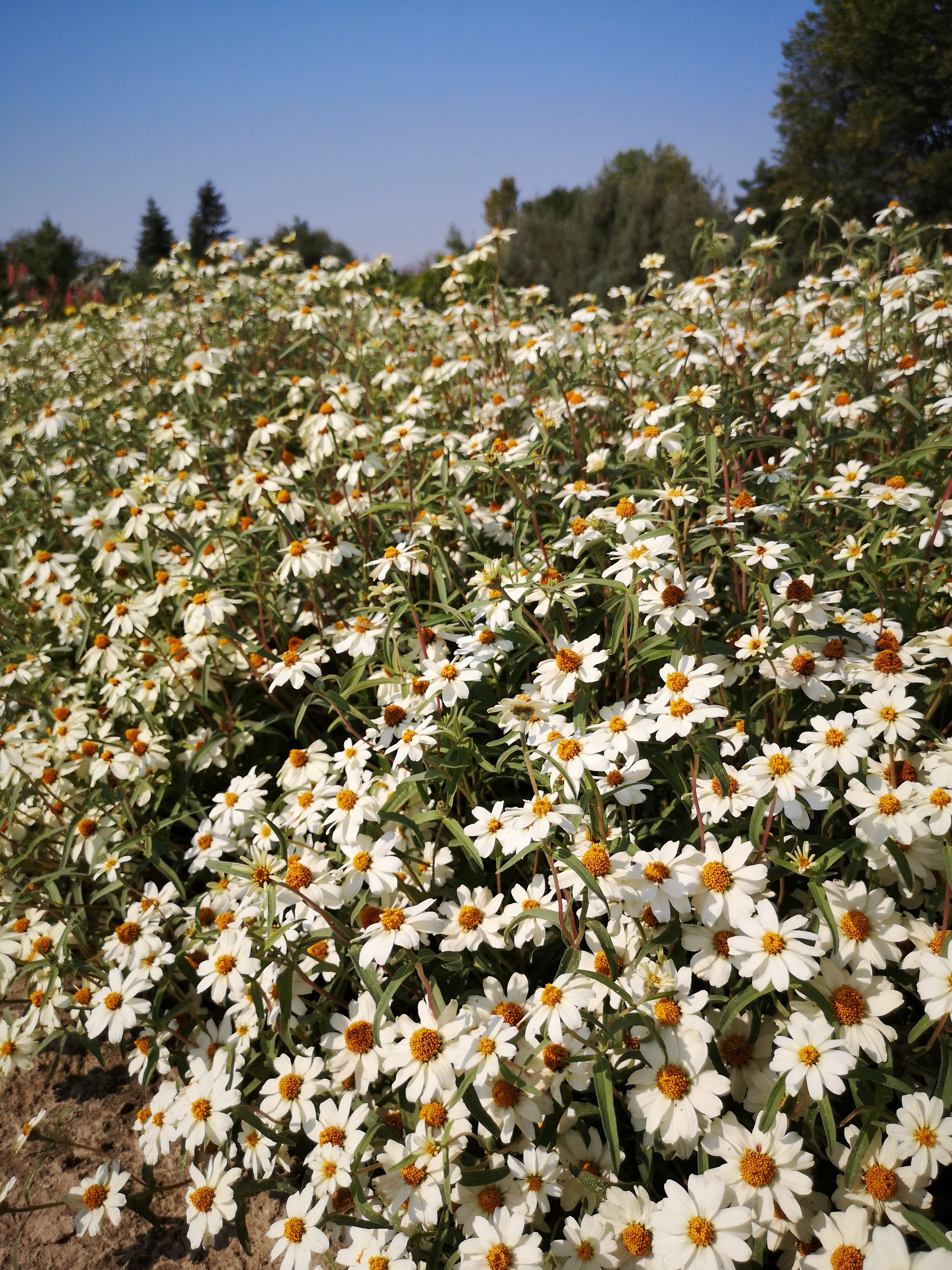 Zinnia angustifolia Fehér