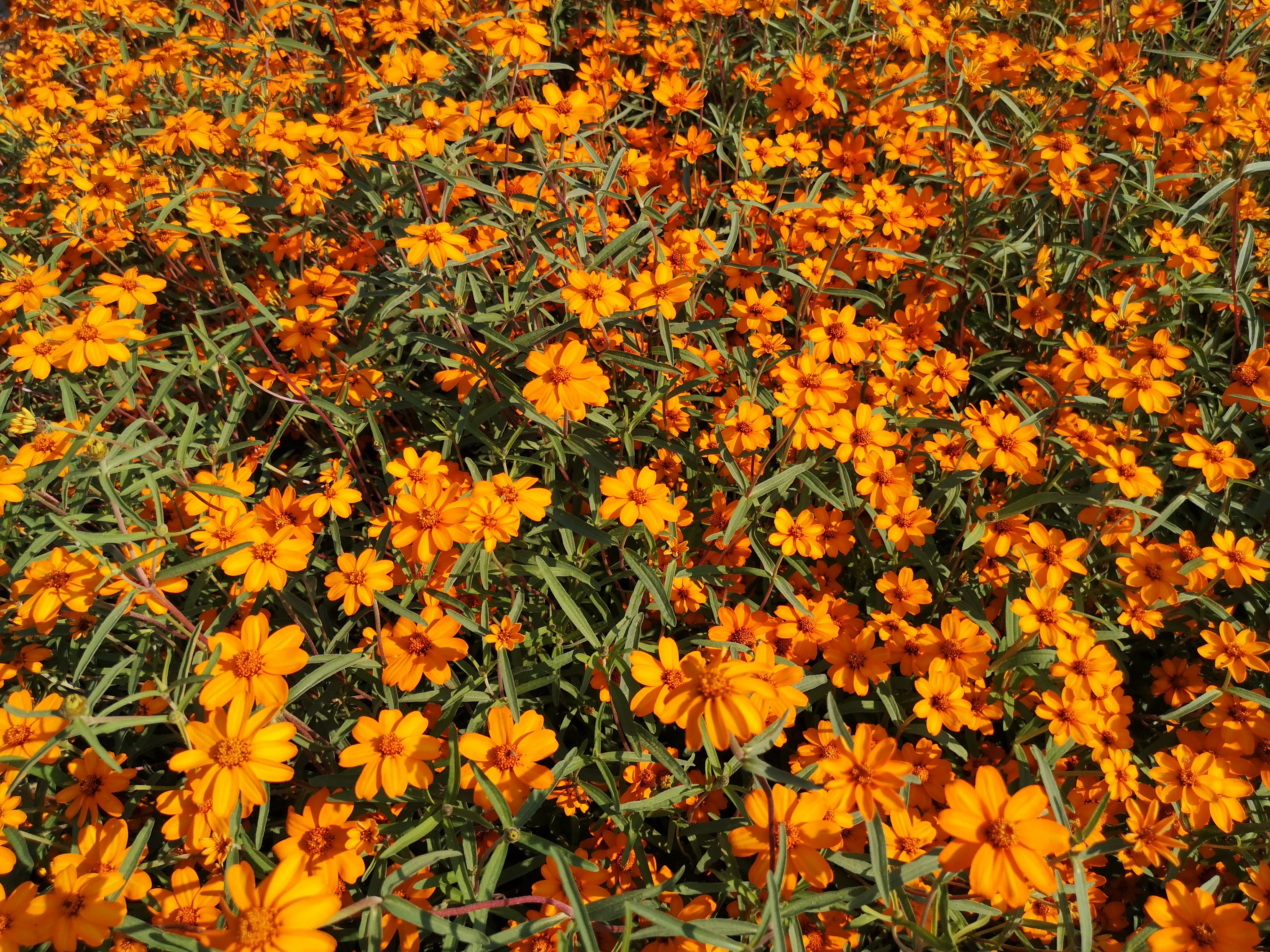 Zinnia angustifolia Narancs – részlet