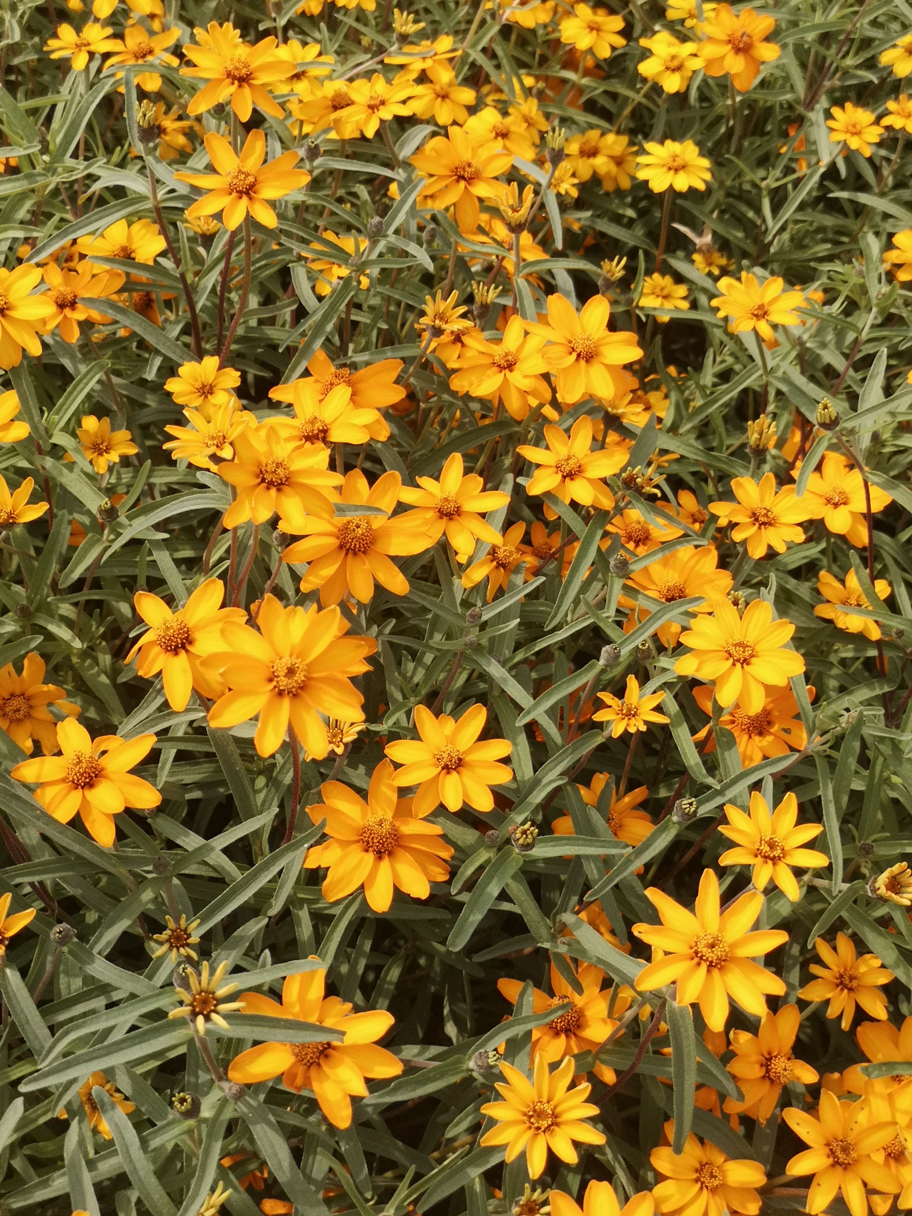 Zinnia angustifolia Narancs